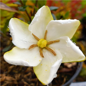 Gardenia Jasminoides 'Kleims Hardy'